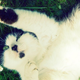 Illustration for article titled Weve Been Completely Wrong About How Cats Get Their Black-and-White Spots